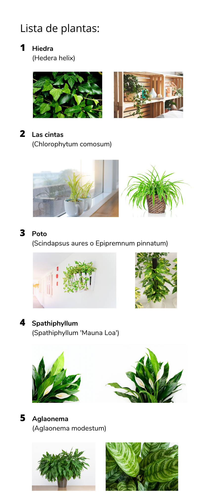 Plantas purificadoras para casa