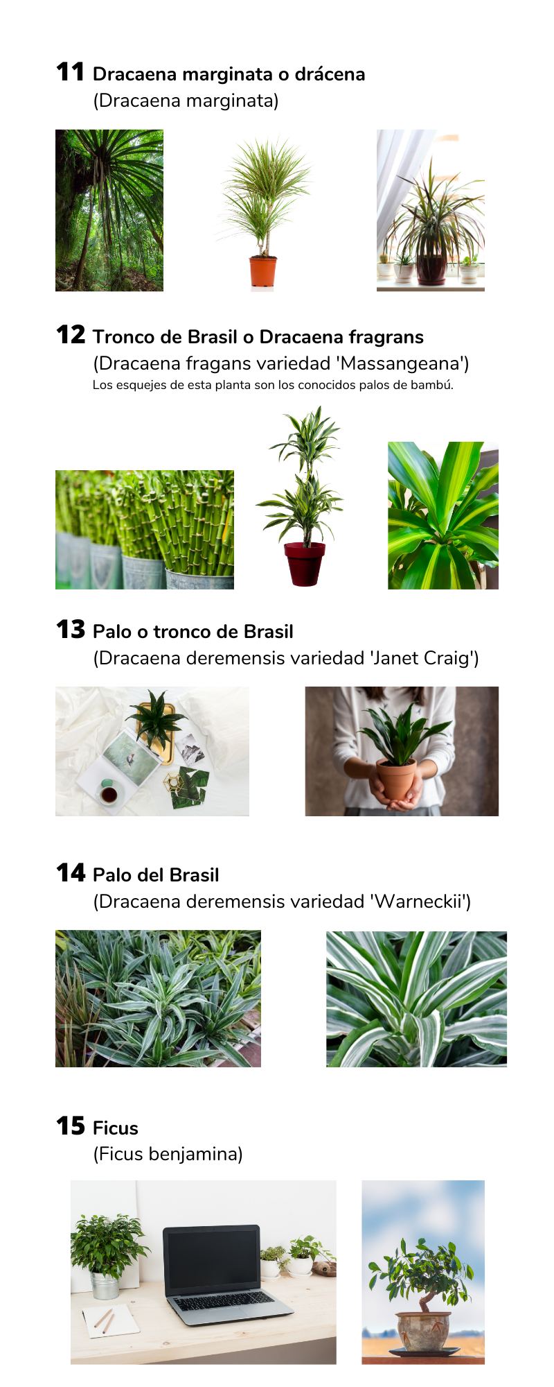 plantas para reducir nuestra huella de carbono